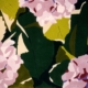 Kim Gwozdz, Interior Designer, Phoenix, Scottsdale, Paradise Valley, Arizona, Custom Rug Design